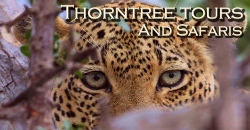 Thorntree Tours and Safaris -